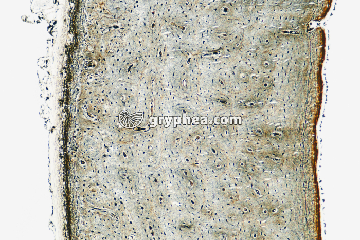 Os compact x10 - gryphea.com